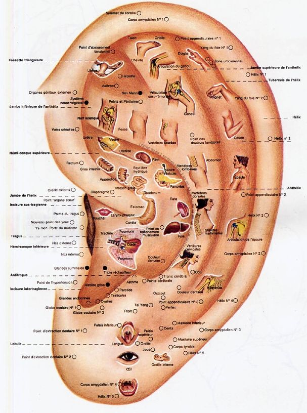 auriculo2